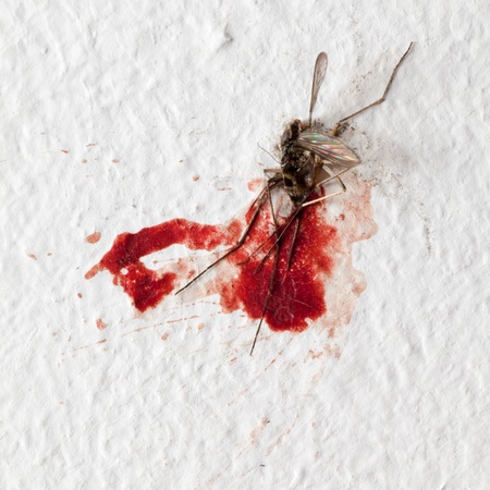 Killed mosquito with lots of blood on a wallの写真素材