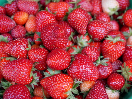 Fresh organic strawberries have just been collected from the farmの写真素材