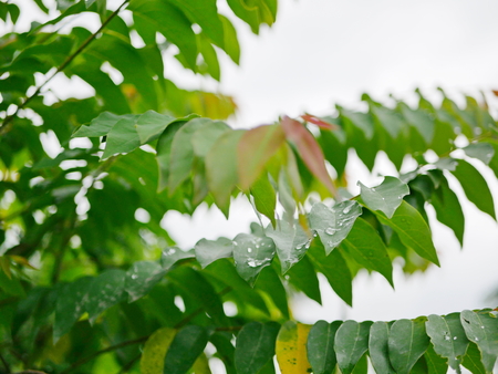 Selective focus of refreshing green leaves of Star Gooseberry tree after rainの写真素材