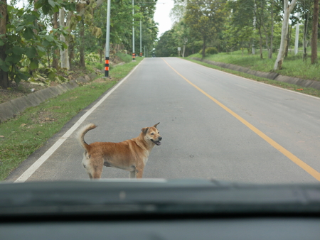 A dog standing in front of and blocking a car from driving off - dangerous and could cause injury to both the dog and a driverの写真素材