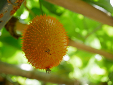 Hanging ripe gac fruit on its vine, ready to be picked, in the garden in Thailand