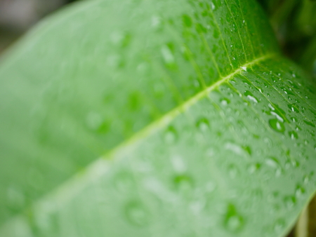 Selective focus of refreshing green leaves after rain in a natural sunlightの写真素材