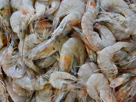 Close up of Banana shrimps ( Fenneropenaeus merguiensis )の写真素材