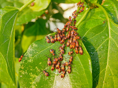 Many orange black leaf-footed bugs on the plants - pest in garden