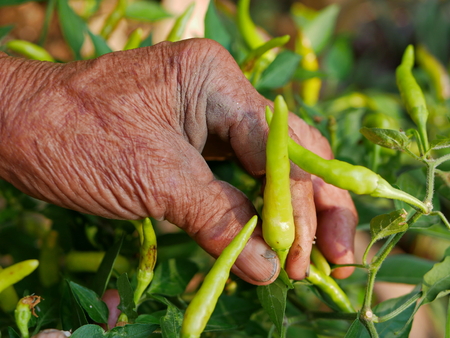 Old grungy hard-working farmer's hand picking fresh green chili, a beautiful outcome from his hard workの写真素材