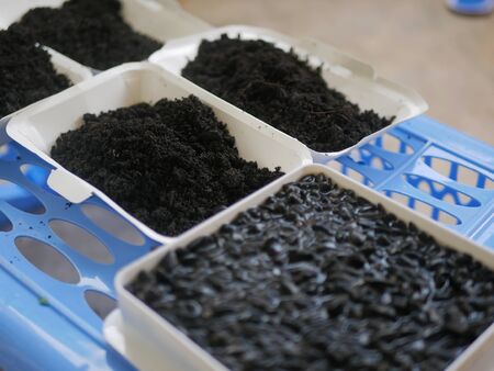 Black soil being prepared / put in paper bowls for sunflower seeds planting