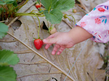 Little baby girl's hand about to pick / collect a ripe fresh strawberry from the farm - children with fruit picking activityの写真素材