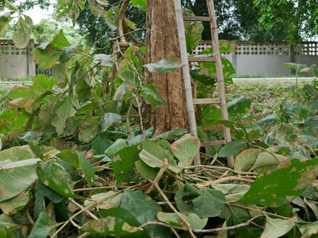 Green teak tree's leafs and branches, cut down from its tree, falling on to the ground - trimming...