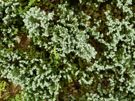 Selective focus of green fresh clump of mosses, small non-vascular flowerless plants, planted for decoration / beauty on the ground - top viewの写真素材