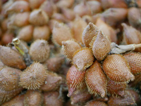 Selective focus of Salak, Salacca zalacca, fruit - a species of palm treeの写真素材