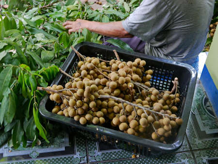 Fresh longans in a basket next to a farmer picking them from the longan treeの写真素材