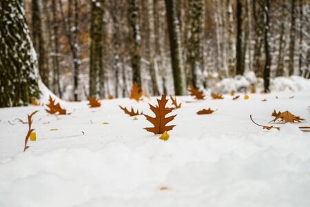 autumn leaves on a snow carpet in winter parkの写真素材