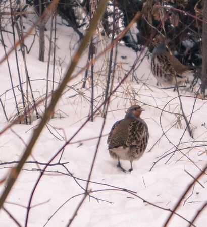 Finding in the grass a small gray birdの写真素材