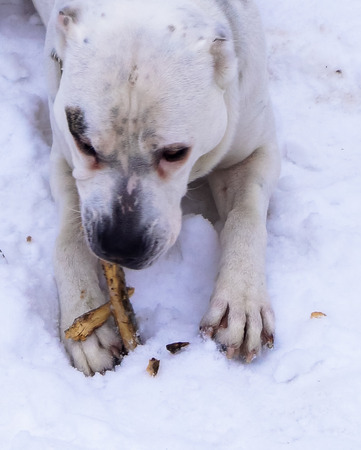 Large white purebred dog chews a branchの写真素材