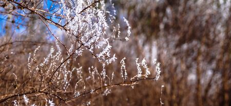 branch of a Bush covered with frostの写真素材