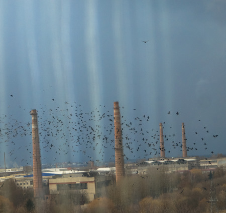 the view from the window a flock of crows around pipesの写真素材