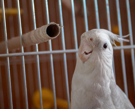 bird beautiful male parrotの写真素材