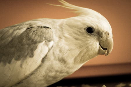 parrot Corelli sits and eats retro photo