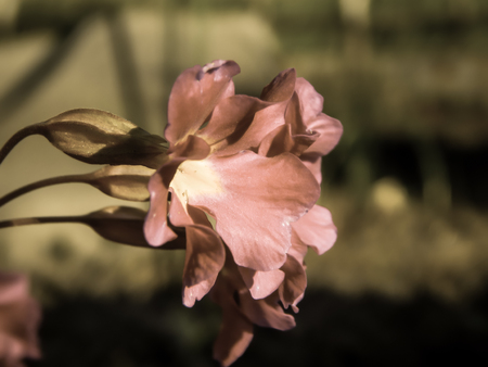 beautiful pink violet flower macro photo effectの写真素材