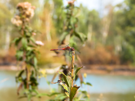 dragonfly on a plant stemの写真素材