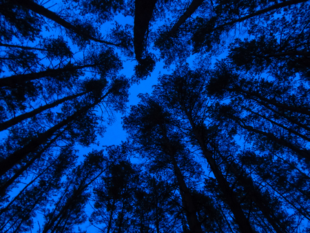 blue black color tree against the skyの写真素材