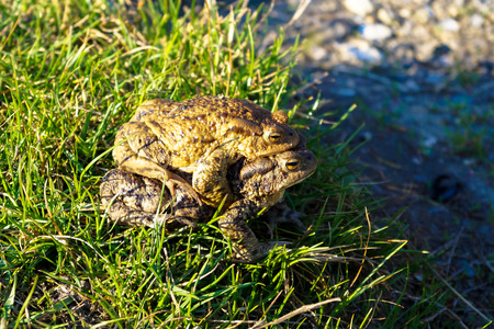 two big frogs bask in the sunの写真素材