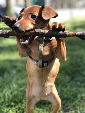 Puppy Dog Pincher is played by a branch of tree funny portrait Pet Petsの写真素材