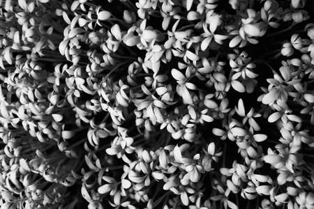 natural abstract background of small leaves of grass detail healthy foodの写真素材