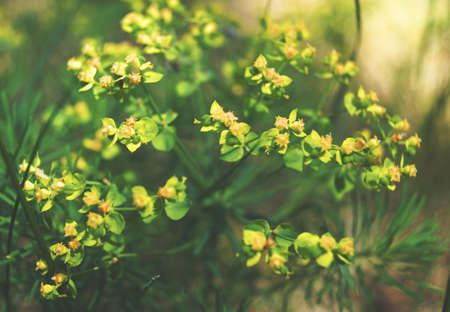 green yellow summer flower beautiful background seasonal detail of natureの写真素材