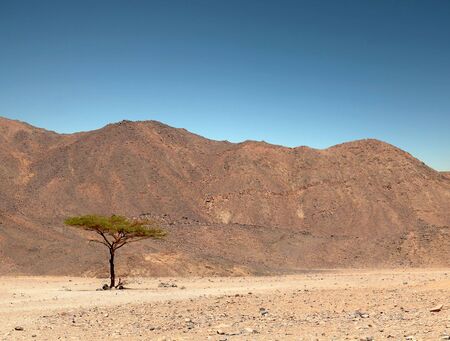 Lonely green tree in the desert. Against the backdrop of cliffs and blue sky. の写真素材