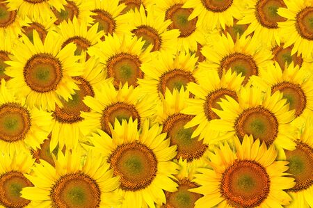 yellow beautiful Sunflower petals closeupの写真素材