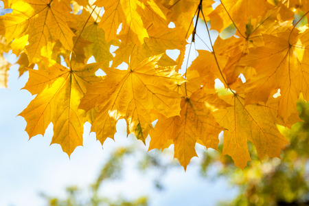 yellow maple leaves, autumn park, golden Autumn time, the yellow leaves on the branches, about autumn, autumn theme, design, creativityの写真素材
