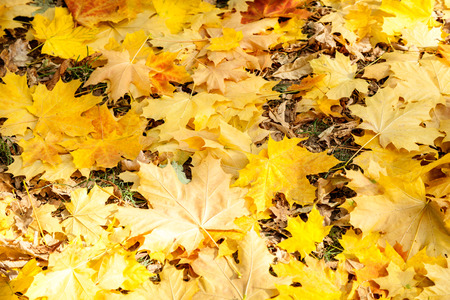 yellow maple leaves, autumn park, golden Autumn time, the yellow leaves on the branches, about autumn, autumn theme, design, creativityの写真素材