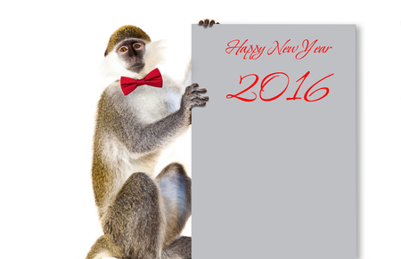 Capuchin Monkey on a white background with a notebook for records, new year, christmas, new year animalの写真素材