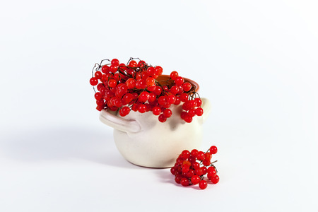 Autumn Still Life beams viburnum isolated on a white backgroundの写真素材