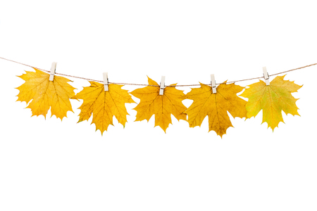 clothespins on the rope holding autumn leaves on a white backgroundの写真素材