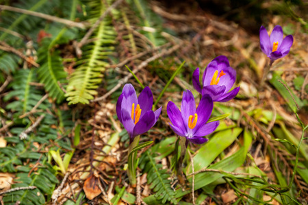 Purple flowersの写真素材
