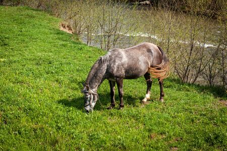 Horses in the countrysideの写真素材