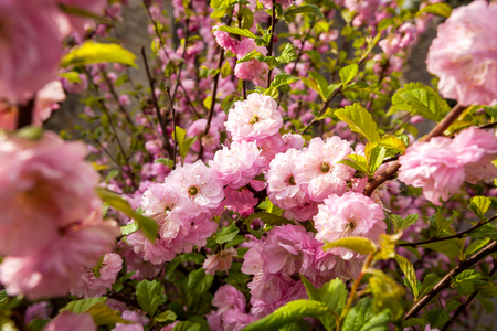 cherry, blossom, spring, new, blossoms, bloom, tree, white, season, sakura, japanese, festival, nature, background, branch, flower, floral, pink, close, beautiful, closeup, travel, landscapeの写真素材