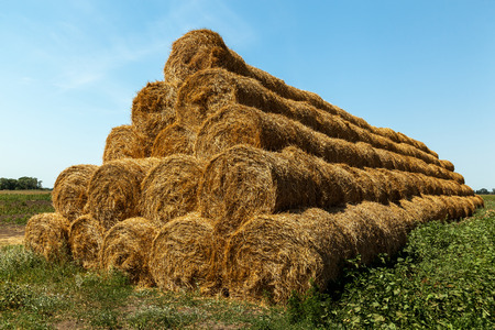 hay harvested in round haystacks on the field, the season of the harvest in the fields