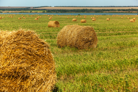 hay harvested in round haystacks on the field, the season of the harvest in the fieldsの写真素材