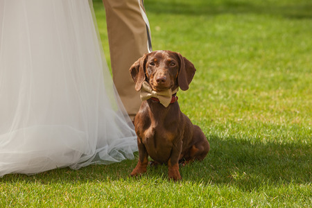 red dog in the tie of butterfly on weddingの写真素材