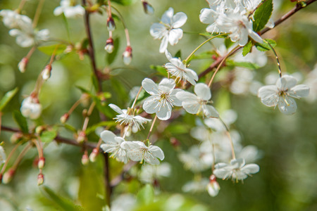 flowering apricots and cherries are in a garden, flowers on trees in springの写真素材