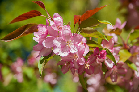 blooming apple trees in the garden, the flowers on the trees in the springの写真素材