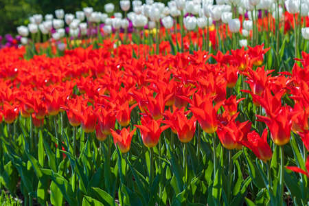 tulips, flower-bed with tulips blossoming in different shapes and colors, the first spring tulips in the parkの写真素材