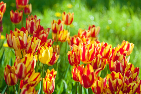 bee collects pollen on tulips, flower-bed with tulips blossoming in different shapes and colors, the first spring tulips in the parkの写真素材