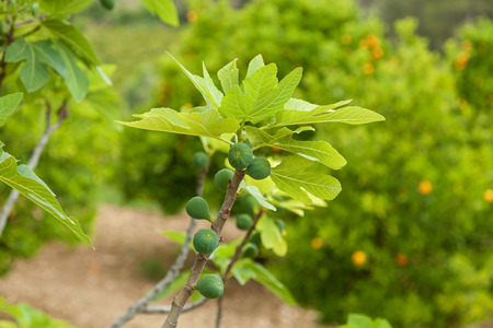 Fruits of figs ripen on the branch in the orchard,Figs branch