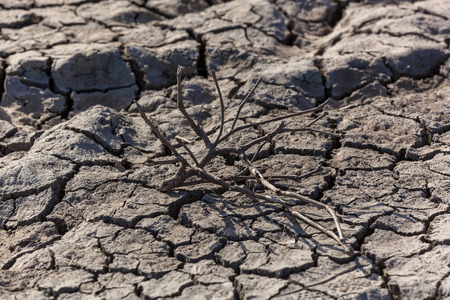 Drought.Dried branch of the plant lies under the sun on the dry soil.