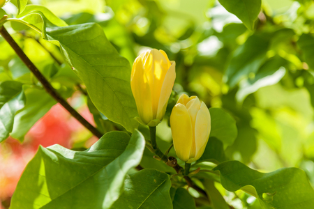 Yellow magnolia buds. Two marvelous yellow magnolia bud on a tree surrounded by large green foliage.の写真素材