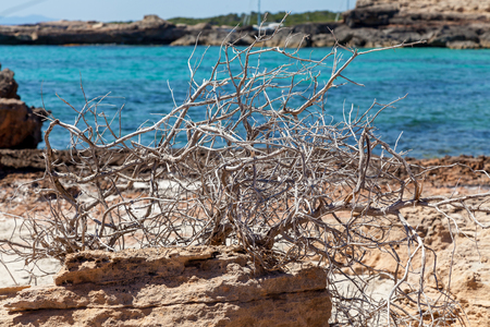 Water washes rocky beaches with greenery and driftwood,Driftwood on a rocky beachの写真素材